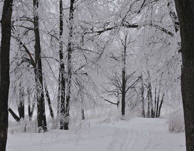 Miniatura: Śnieg w Śląskiem. Ochłodzenie obejmie cały...