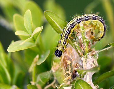 Miniatura: Załóż czarny worek na bukszpan. To zabije...