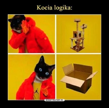 Kot najbardziej memicznym ze zwierząt? 