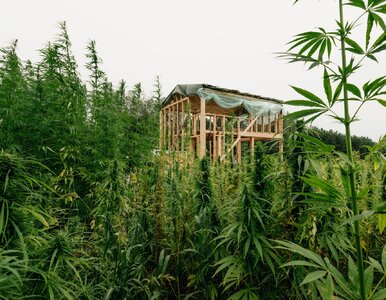 Miniatura: Architektka: „Inwestorzy widzą w nim...