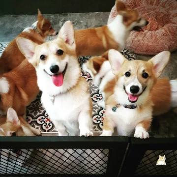 Psia kawiarnia w Bangkoku 