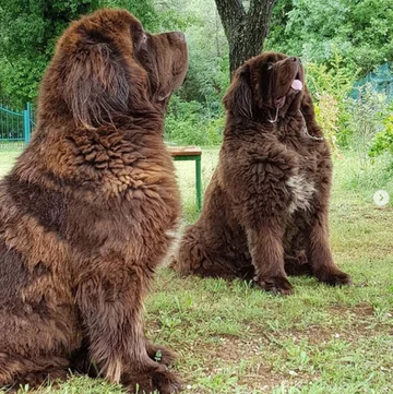 Nowofundlandy w obiektywie włascicieli 