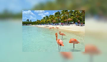 Plaża pełna flamingów 