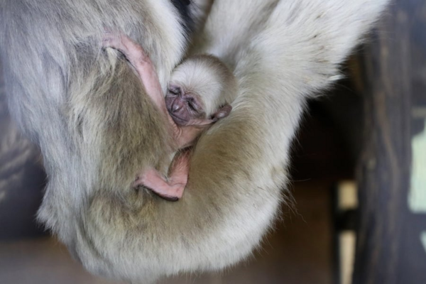 Miniatura: Gibbony w zoo w Płocku
