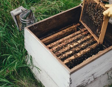 Miniatura: Korporacje inwestują w miejskie pszczoły....