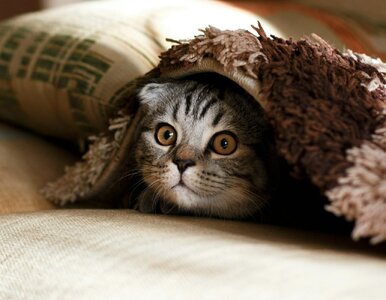 Miniatura: QUIZ z okazji Światowego Dnia Kota. Co...