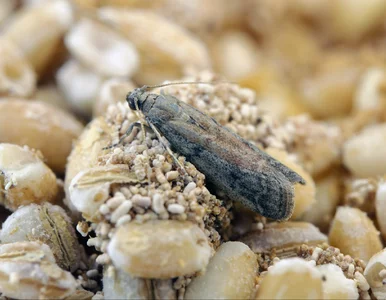 Miniatura: Inwazja moli spożywczych w polskich...