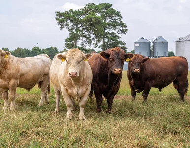 Miniatura: Byki stratowały mężczyznę w Wielkopolsce....