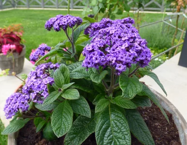 Miniatura: Posadź je wiosną, a ogród będzie pachniał...