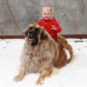 Lamont i jego przyjaciele 