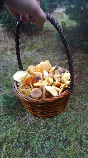 Udane grzybobobranie w grudniu 