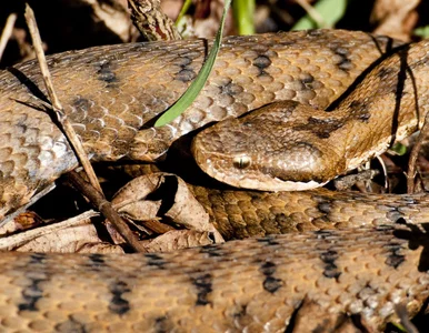 Miniatura: Niebezpieczny gad coraz częściej widywany...