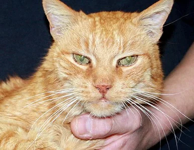 Miniatura: Niewiarygodne. Kot odnalazł się... po 16...