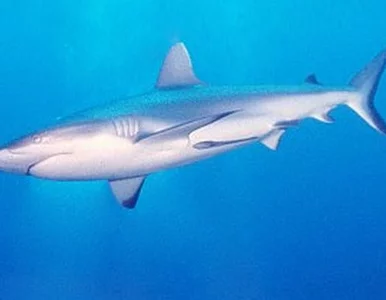 Miniatura: Pijany Serb stopą zabił rekina ludojada?