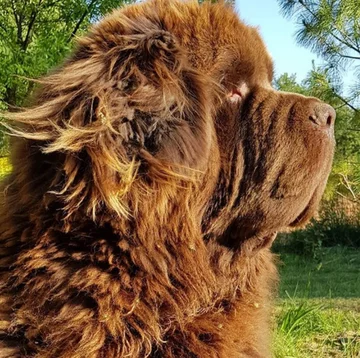 Nowofundlandy w obiektywie włascicieli 