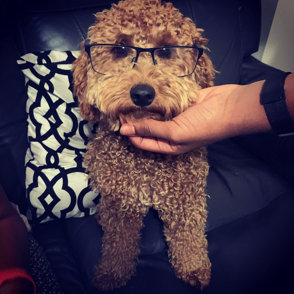 Cockapoo Bailey 