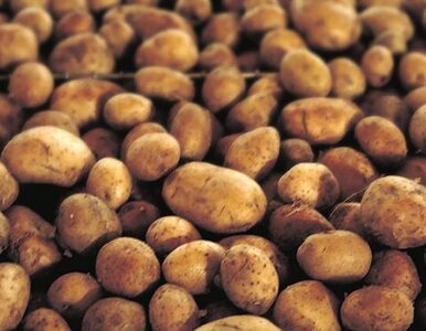 Miniatura: Szaleńczy wzrost cen ziemniaków w Rosji
