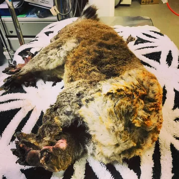 Miś koala uratowany przez wolontariuszy 