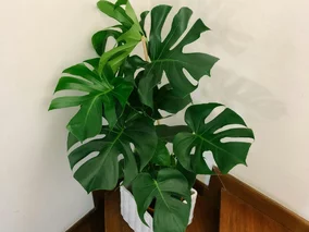 Miniatura: Wsyp jedną łyżeczkę, a&nbsp;monstera...