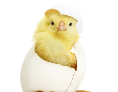 Miniatura: Nauczyciele otrzymują wypłatę w...