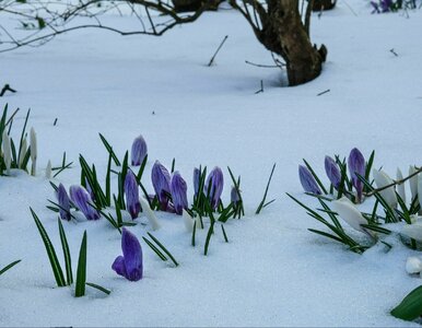 Miniatura: Długoterminowa prognoza dla Polski. Mróz i...