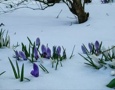 Miniatura: Długoterminowa prognoza dla Polski. Mróz i...