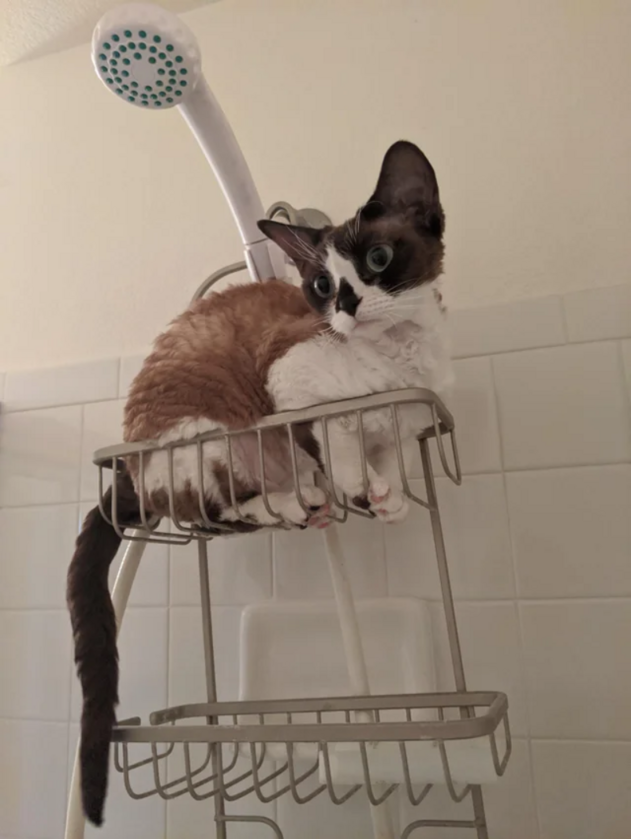 Kot pod prysznicem 