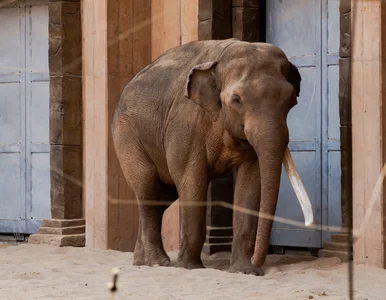 Miniatura: Szokujące nagranie z łódzkiego zoo....