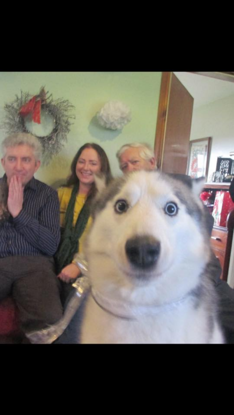 Pies, który „popsuł” świąteczne zdjęcie 