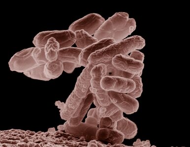 Miniatura: WHO: atakuje nas nowa bakteria