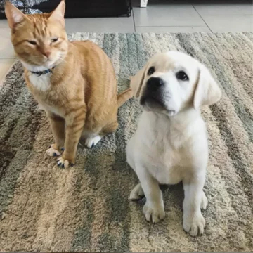 Thor i Simba 