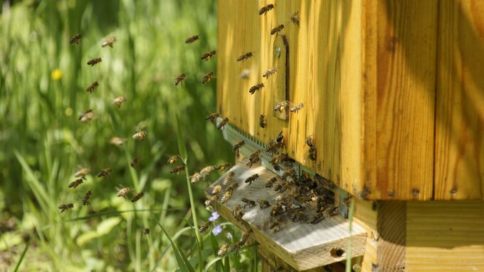 Chronimy pszczoły i inne zapylacze