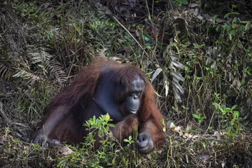 Pomocny orangutan uwieczniony przez Anila Prahbakara 