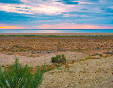 Miniatura: Prawie zniknęło, ale się odradza. To...