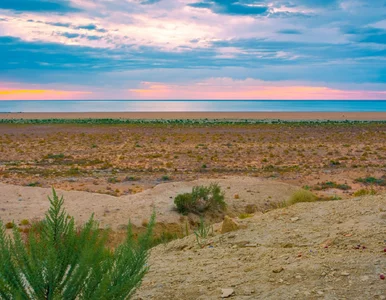 Miniatura: Prawie zniknęło, ale się odradza. To...