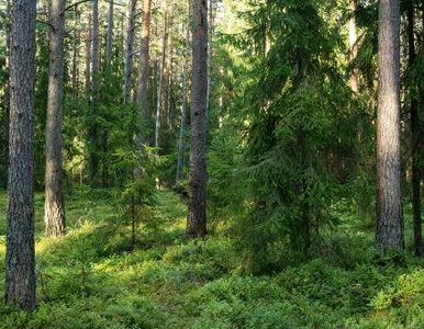 Miniatura: Umarły przez głupotę ludzi. Leśnicy...