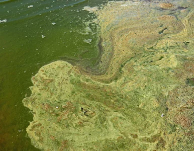 Miniatura: Największe tropikalne jezioro...