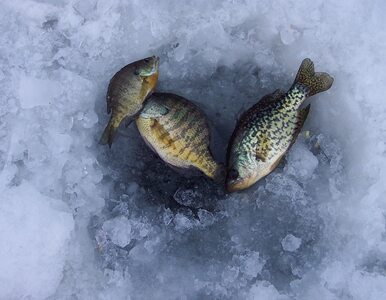 Miniatura: Łowili ryby pod lodem, odpłynęli na krze