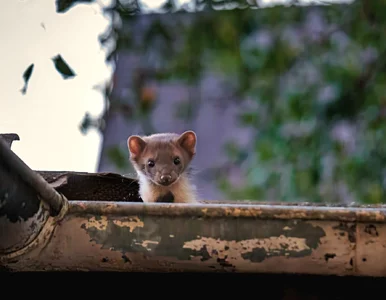 Miniatura: Wystarczy szmatka, by pozbyć się kuny raz...