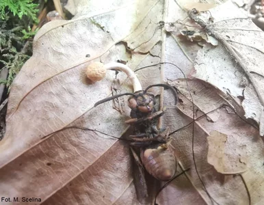 Miniatura: Grzyb zmieniający owady w „zombie” w...