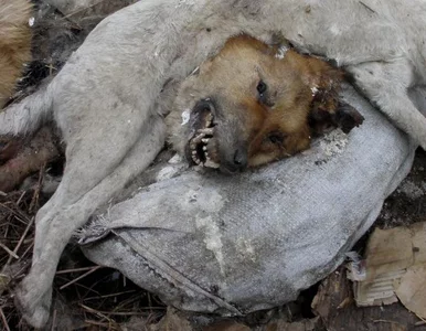 Miniatura: Euro 2012: święto kibiców, masakra psów...