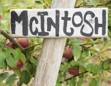 Miniatura: Słynna farma wystawiona na sprzedaż. Tam...