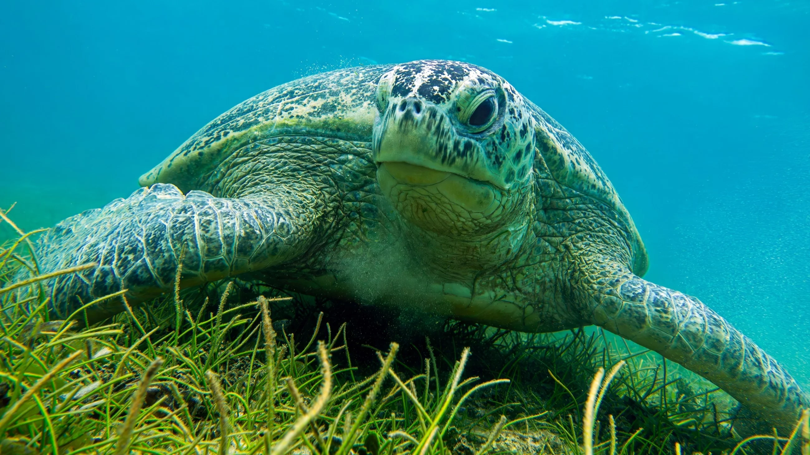 QUIZ językowy dla bystrzaków! 10/10 to „mus”