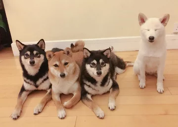 Kikko, Sasha, Momo, Hina 