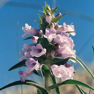 Penstemon haydenni