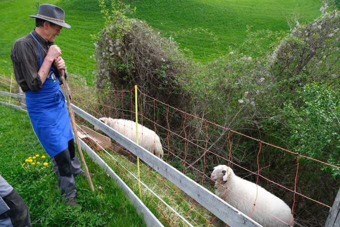 Konrad ze swoimi owcami oprowadza po farmie Gschlunerhof