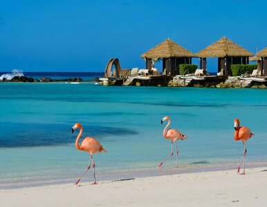 Miniatura: Ta wyspa Holandii rządzi się swoimi...