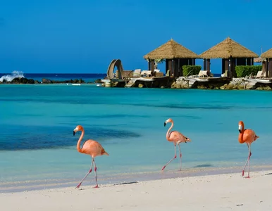 Miniatura: Ta wyspa Holandii rządzi się swoimi...