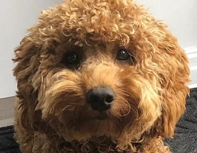 Miniatura: Cockapoo. Nowa rasa psów podbija serca...