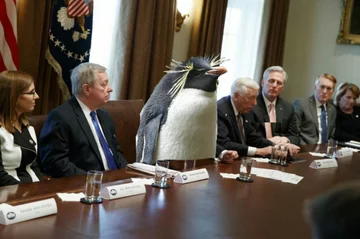Pingwin zamiast Trumpa 